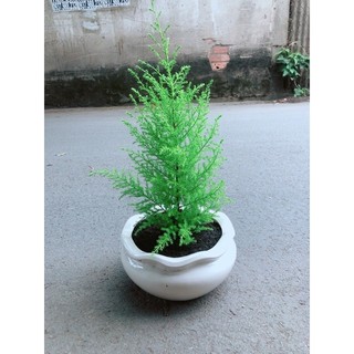 Chậu Cây Tùng Thơm