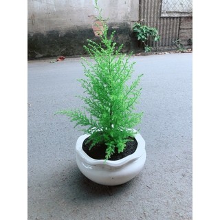 Chậu Cây Tùng Thơm