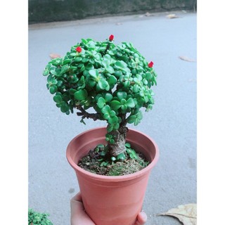 Cây Cành Vàng Lá Ngọc Thân Cổ Thụ
