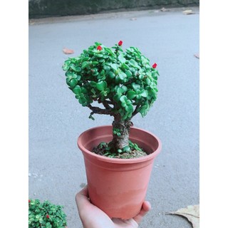 Cây Cành Vàng Lá Ngọc Thân Cổ Thụ
