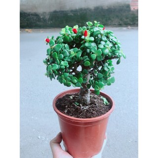 Cây Cành Vàng Lá Ngọc Thân Cổ Thụ