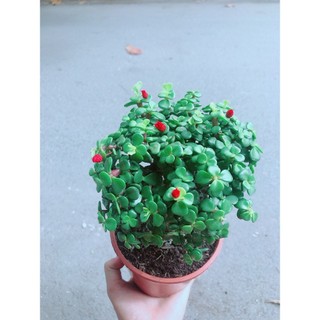 Cây Cành Vàng Lá Ngọc Thân Cổ Thụ