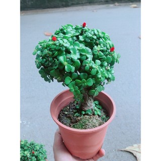 Cây Cành Vàng Lá Ngọc Thân Cổ Thụ