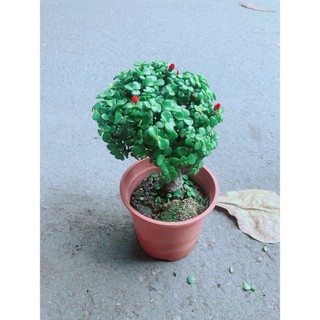 Cây Cành Vàng Lá Ngọc Thân Cổ Thụ
