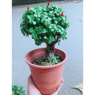 Cây Cành Vàng Lá Ngọc Thân Cổ Thụ