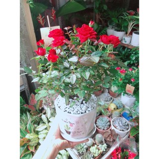 Chậu Cây Hoa Hồng Đỏ