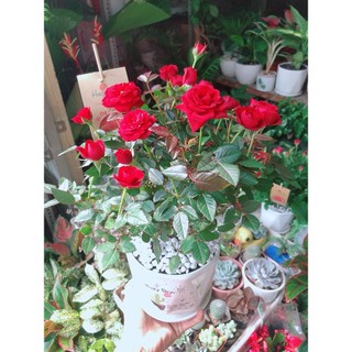 Chậu Cây Hoa Hồng Đỏ