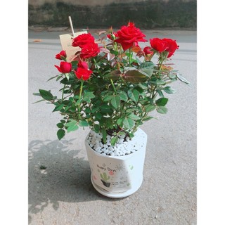 Chậu Cây Hoa Hồng Đỏ