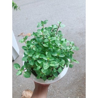 Chậu Cây Bạc Hà