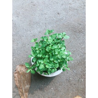Chậu Cây Bạc Hà