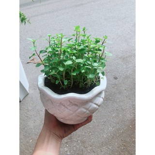 Chậu Cây Bạc Hà