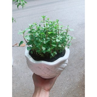 Chậu Cây Bạc Hà
