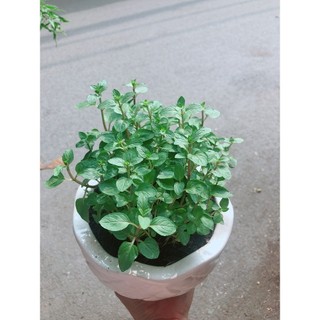Chậu Cây Bạc Hà