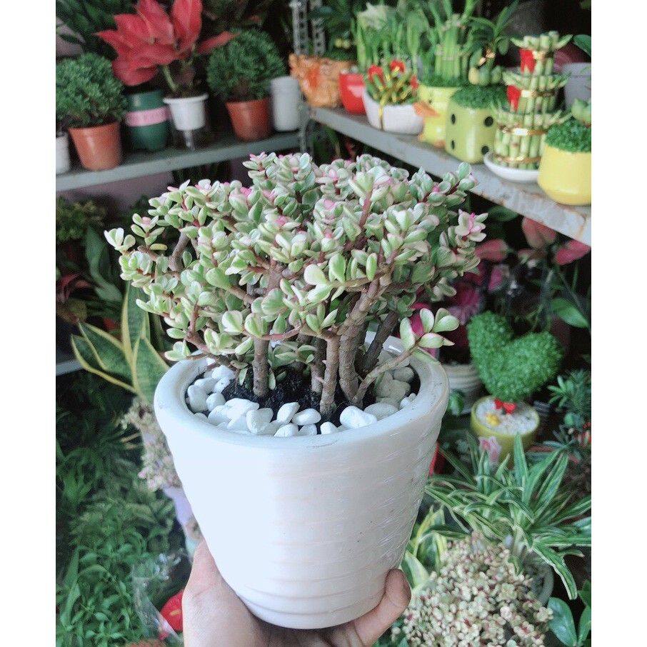 Chậu Cây Cành Vàng Lá Ngọc