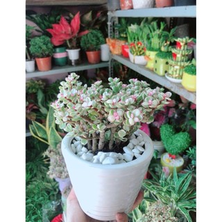 Chậu Cây Cành Vàng Lá Ngọc