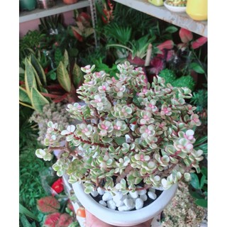 Chậu Cây Cành Vàng Lá Ngọc