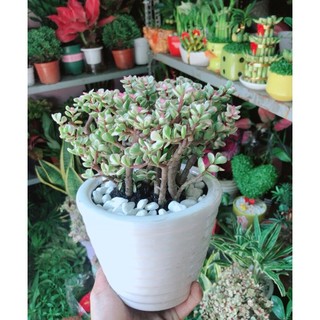 Chậu Cây Cành Vàng Lá Ngọc