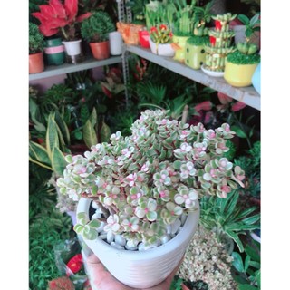 Chậu Cây Cành Vàng Lá Ngọc