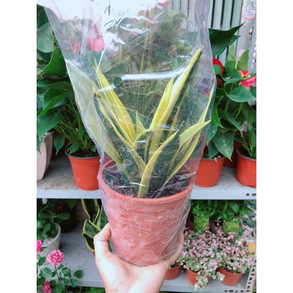 Lưỡi Hổ Hoàng Kim