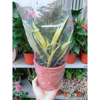 Lưỡi Hổ Hoàng Kim