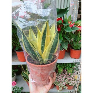 Lưỡi Hổ Hoàng Kim