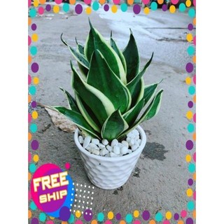 Chậu Lưỡi Hổ Thái Búp Sen