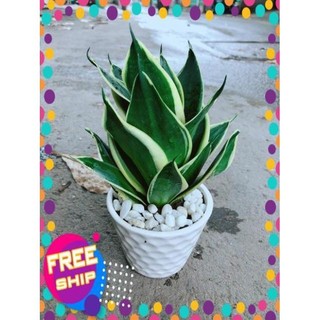 Chậu Lưỡi Hổ Thái Búp Sen
