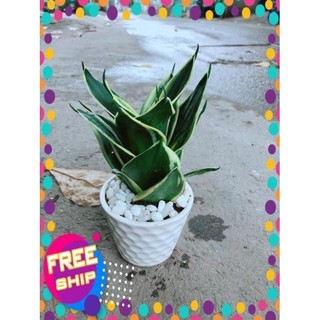 Chậu Lưỡi Hổ Thái Búp Sen