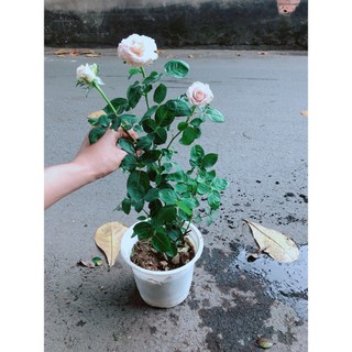 Bụi Hoa Hồng Leo