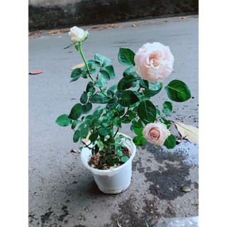 Bụi Hoa Hồng Leo
