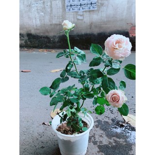 Bụi Hoa Hồng Leo