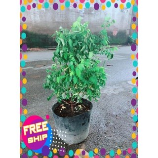 Khế Lá Cụp Cho Nhiều Quả Ngọt
