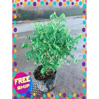 Khế Lá Cụp Cho Nhiều Quả Ngọt