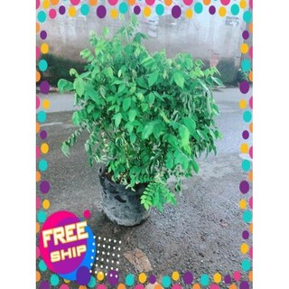Khế Lá Cụp Cho Nhiều Quả Ngọt