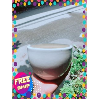 Nhất Mạc Hương (sen thơm) kèm chậu sứ