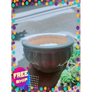 Nhất Mạc Hương (sen thơm) kèm chậu sứ