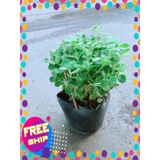 Nhất Mạc Hương (sen thơm) kèm chậu sứ