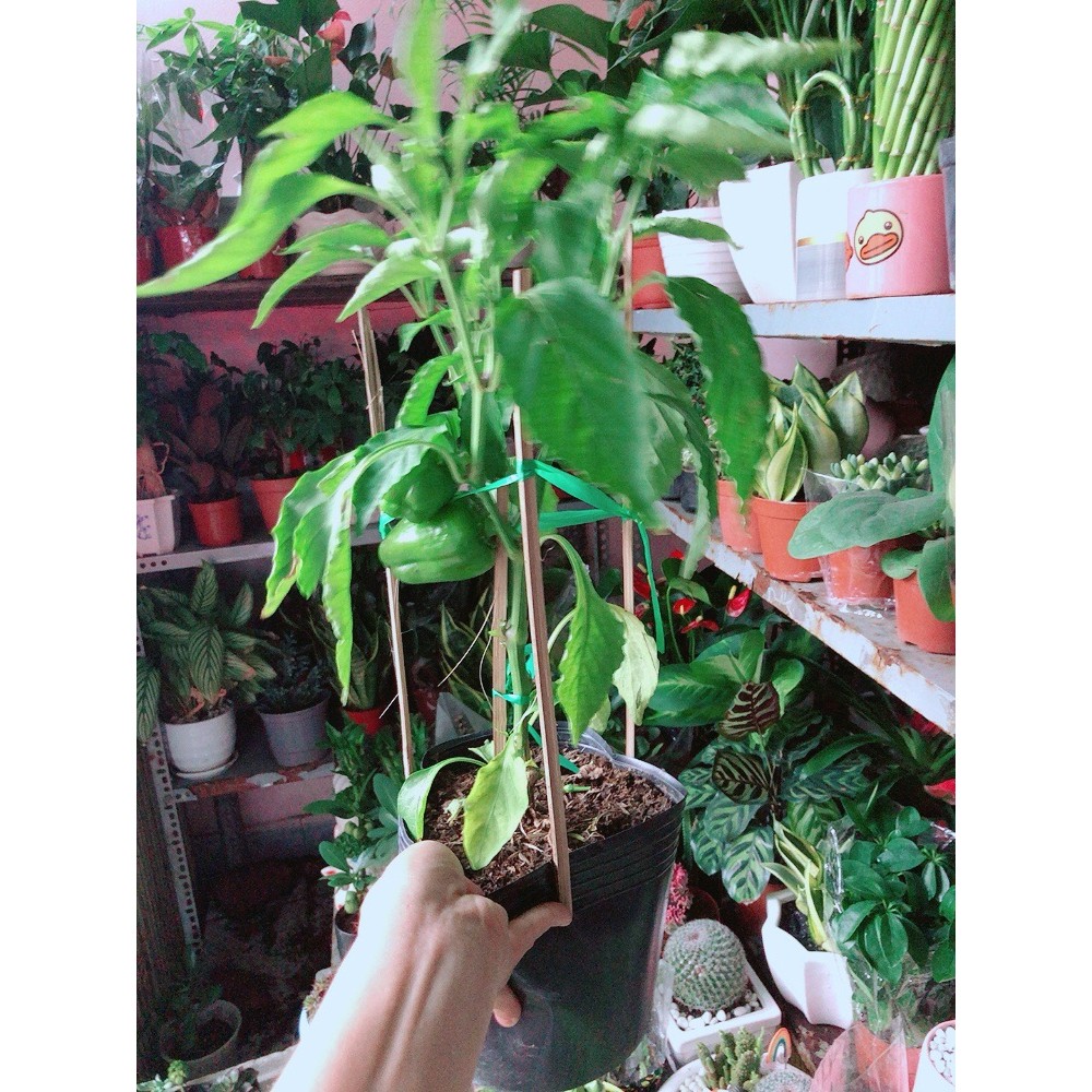 Cây Ớt Chuông