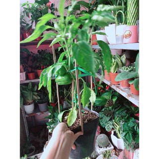 Cây Ớt Chuông