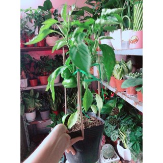 Cây Ớt Chuông