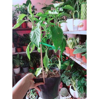 Cây Ớt Chuông