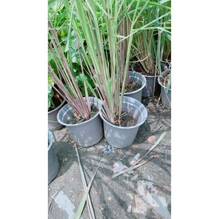 Chậu Sả Thái