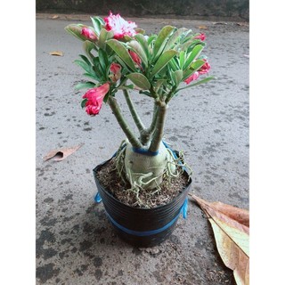 Cây Sứ Thái