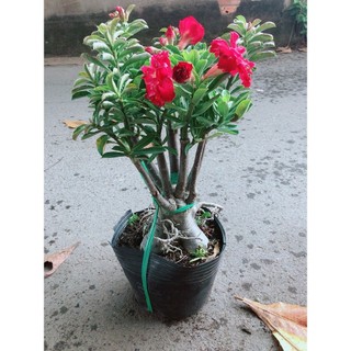 Cây Sứ Thái