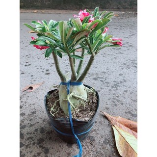 Cây Sứ Thái