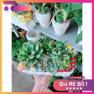 Chậu sen đá tiểu cảnh Ưa Thích