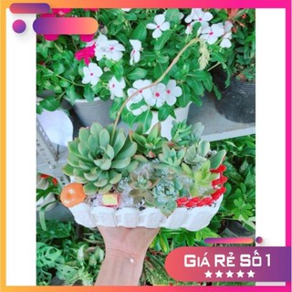 Chậu sen đá tiểu cảnh Ưa Thích