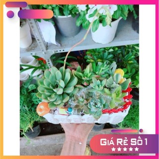 Chậu sen đá tiểu cảnh Ưa Thích