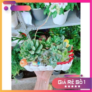 Chậu sen đá tiểu cảnh Ưa Thích