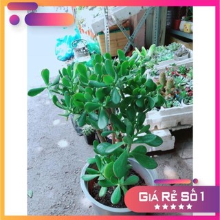 Sen Đá Ngọc Bích Size Lớn